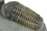 Colorful Morocops Trilobite - Ofaten, Morocco #351913-1